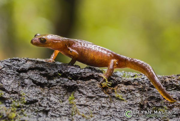 Ensatina Macro Focus Stack Big Basin