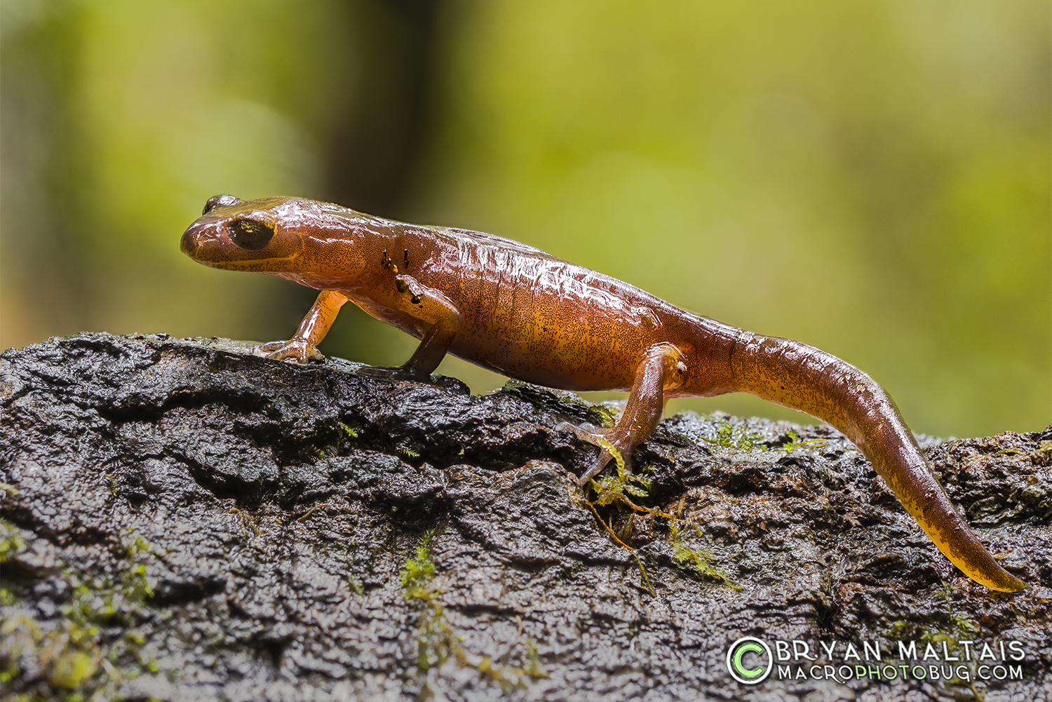 Ensatina Macro Focus Stack Big Basin