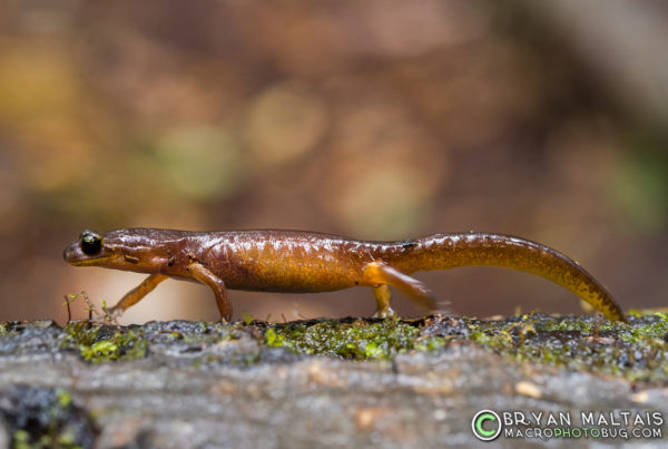 Ensatina walking big basid redwoods california