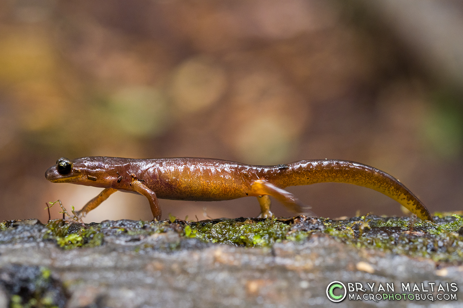 Ensatina walking big basid redwoods california