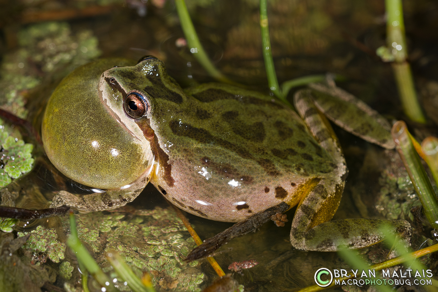 Pacific Chorus Frog Morgan Hill amphibian macro photos