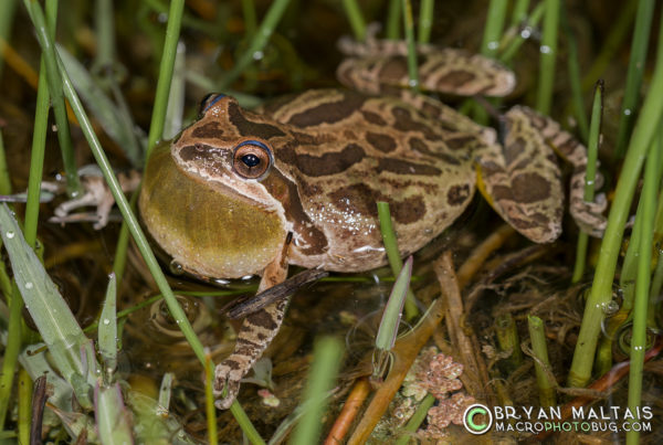 Pacific Chorus Frog amphibian macro photos