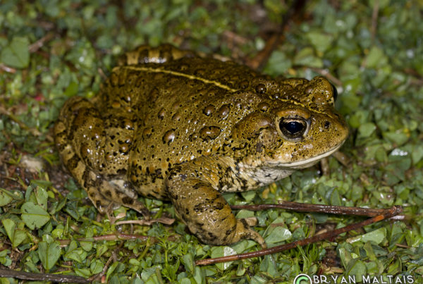 Western Toad