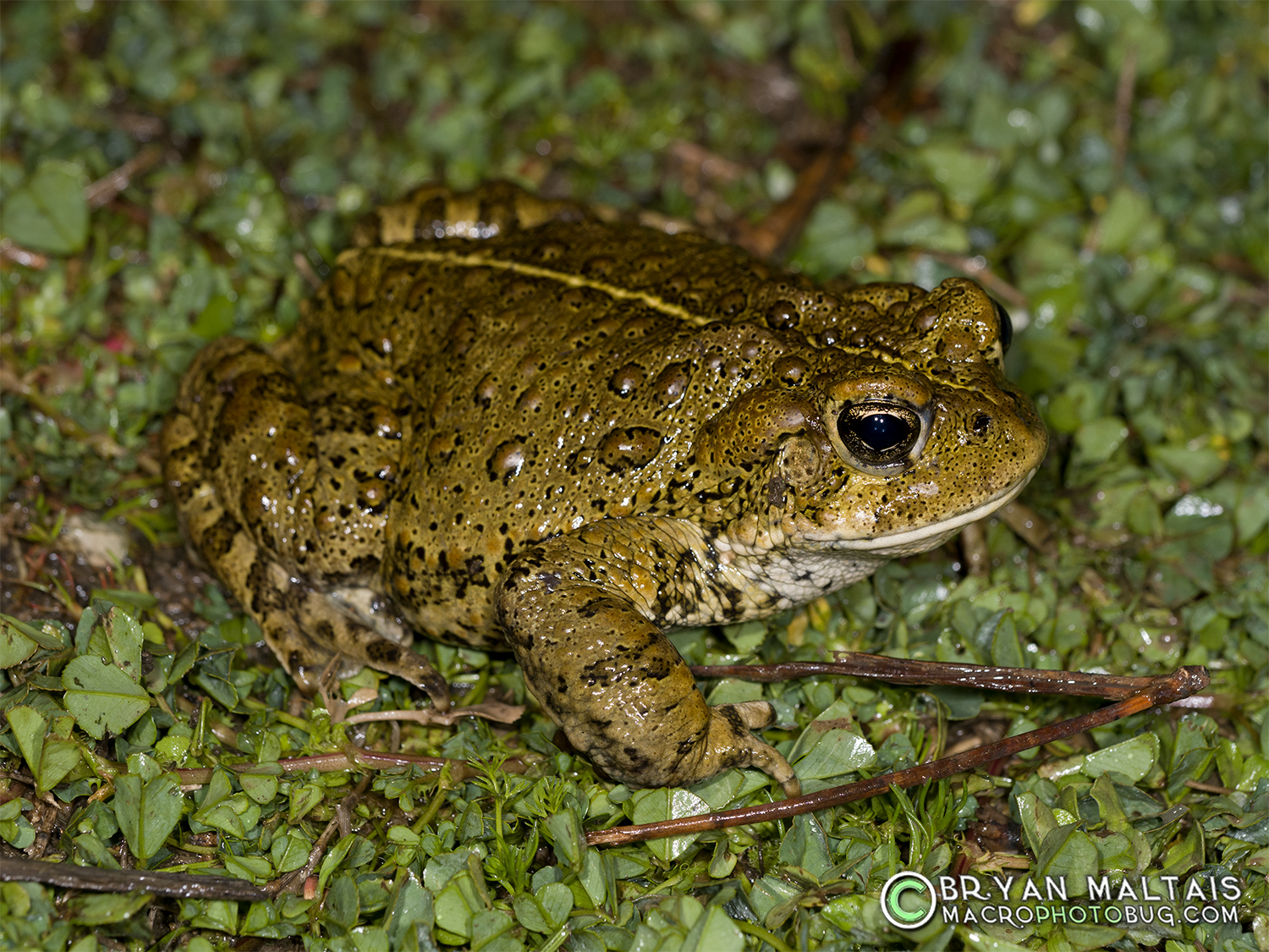 Western Toad