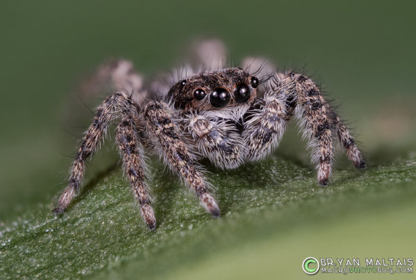 platycryptus jumping spider macro photo focus stack