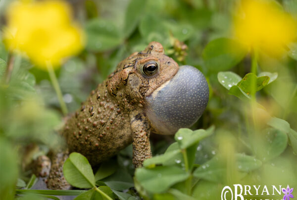 American Toad Calling missouri