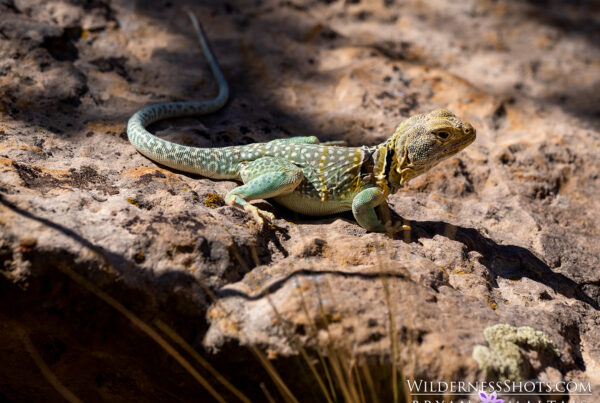 Eastern Collared Lizard Colorado