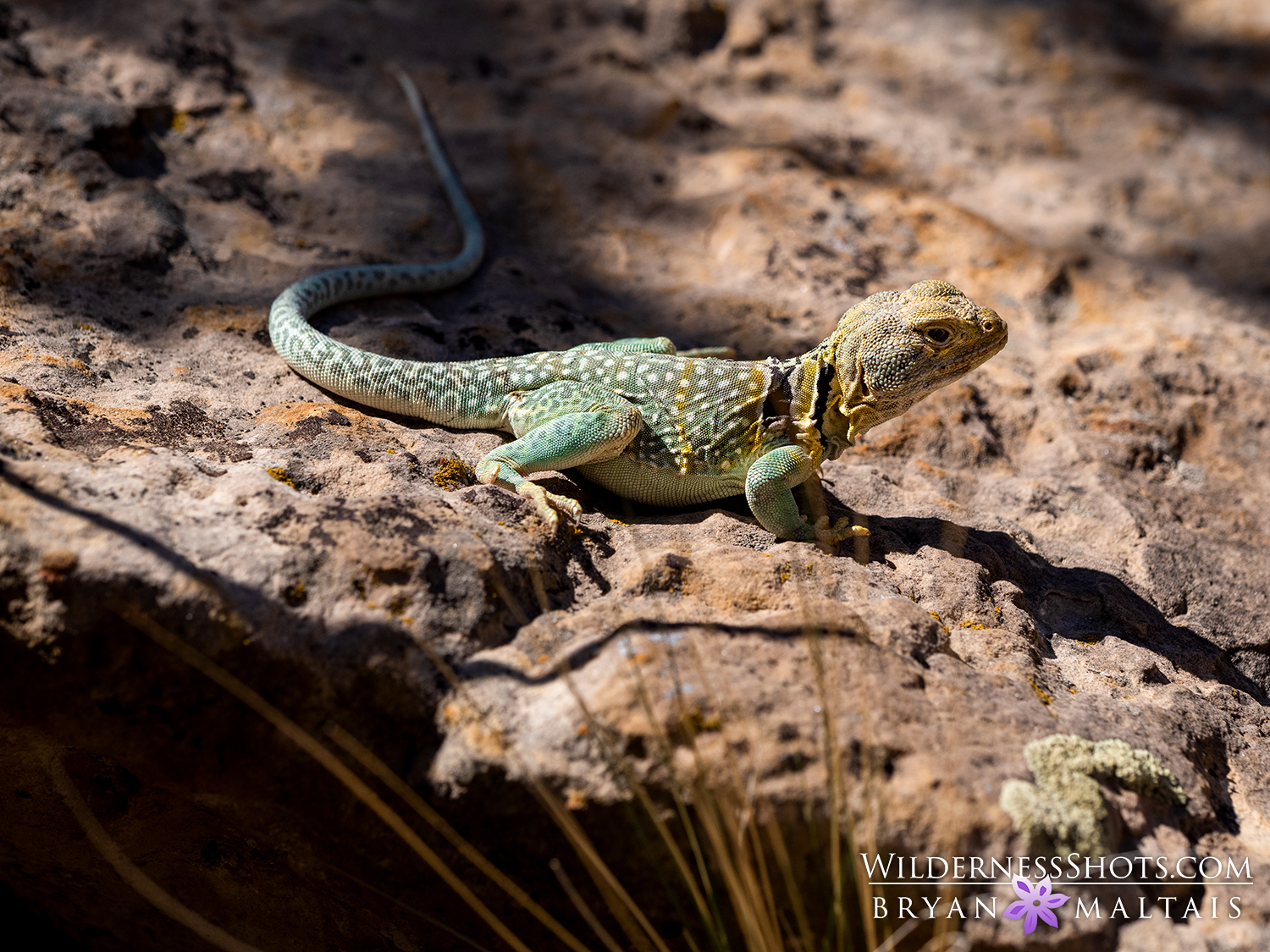 Eastern Collared Lizard Colorado