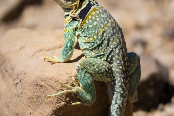 Eastern Collared Lizard Colorado Vertical 3