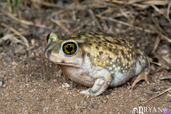 Couch's Spadefoot Toad, Arizona