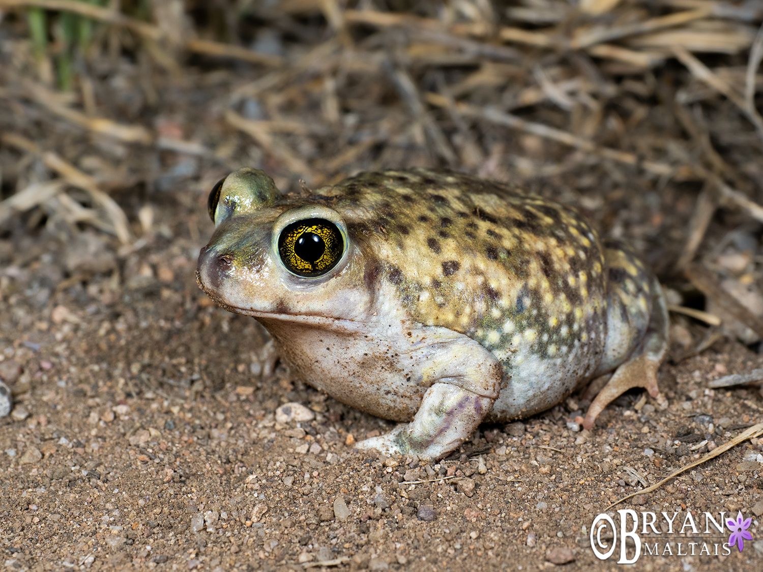 Couch's Spadefoot Toad, Arizona