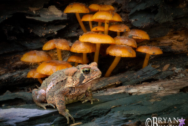 american toad mushrooms missouri