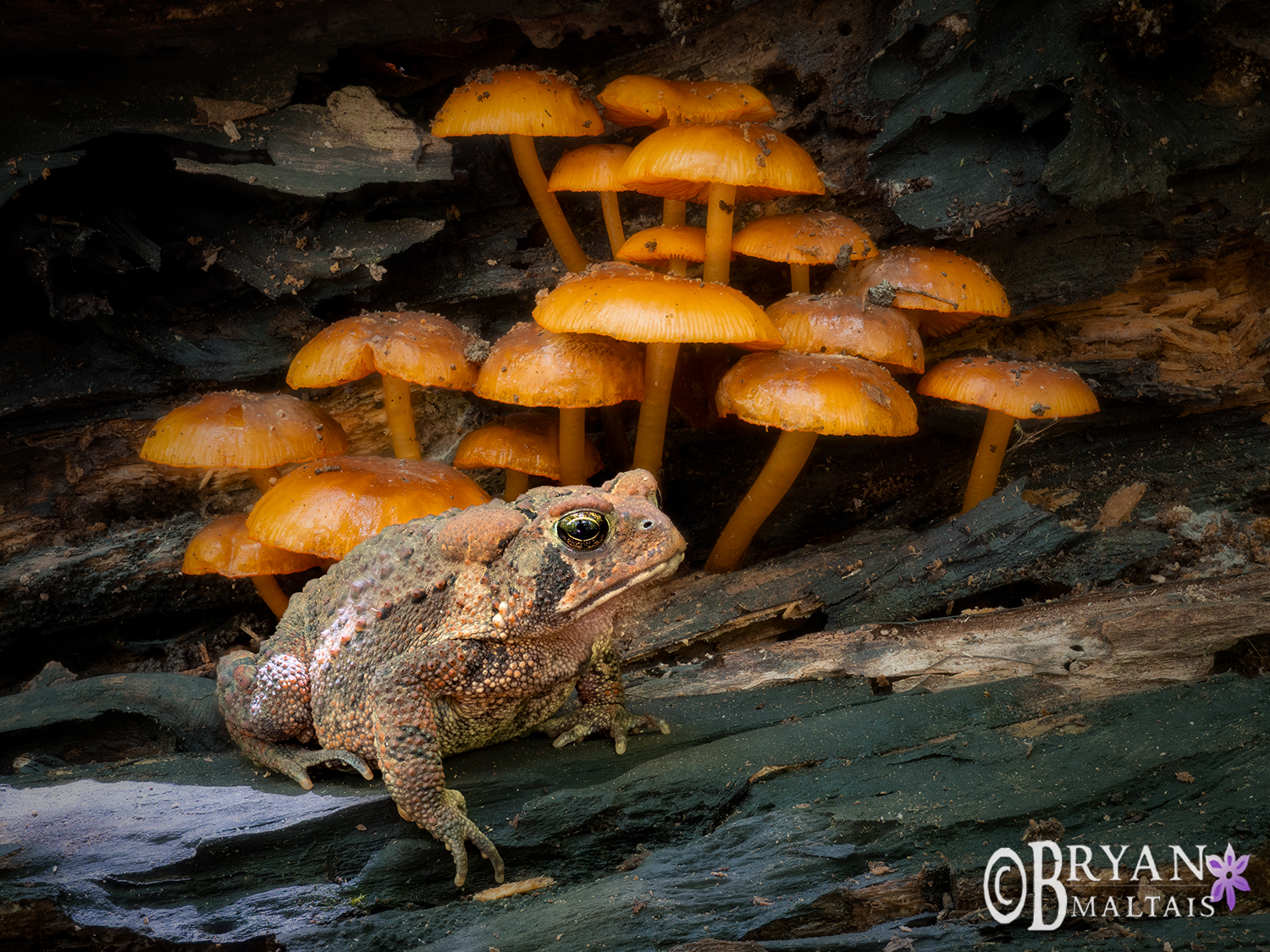american toad mushrooms missouri