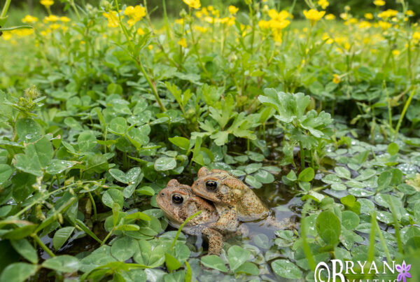 american toads amplexus clover field missouri