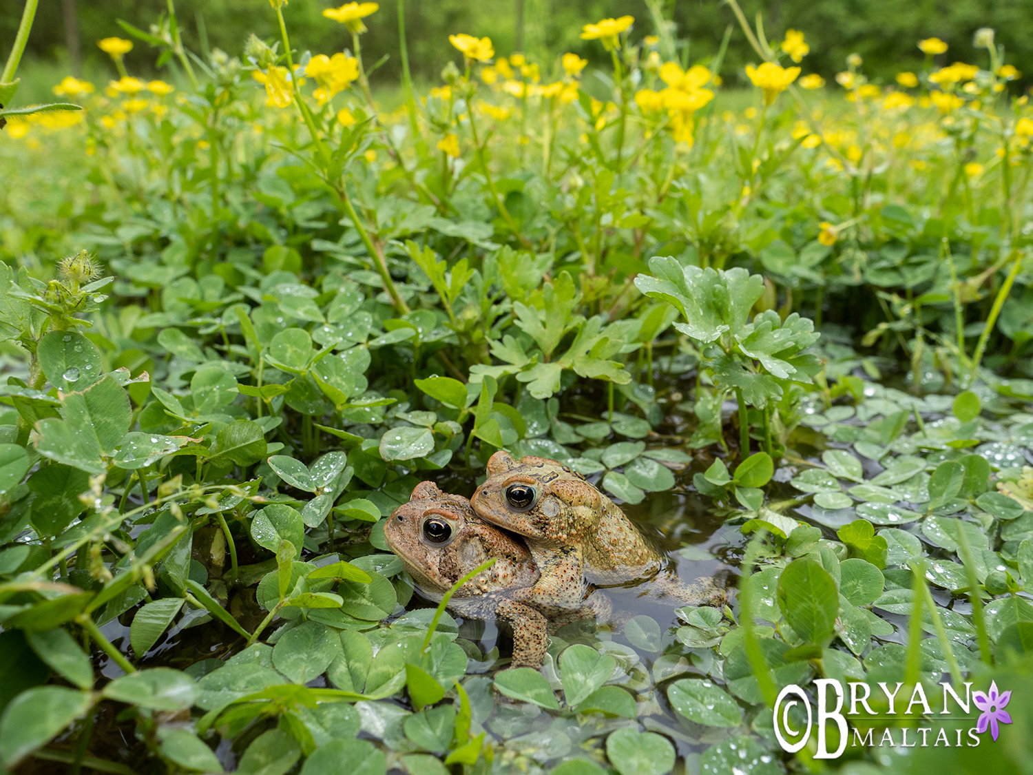 american toads amplexus clover field missouri