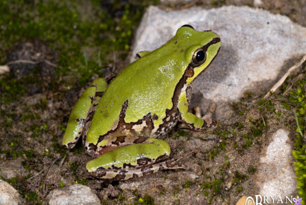 Arizona Treefrog