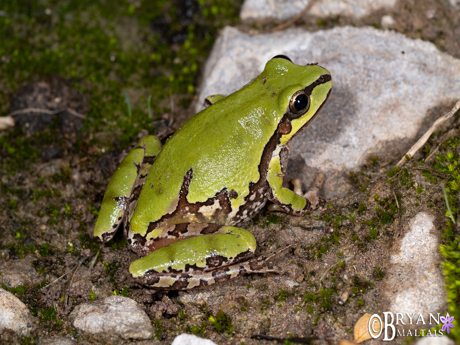 Arizona Treefrog