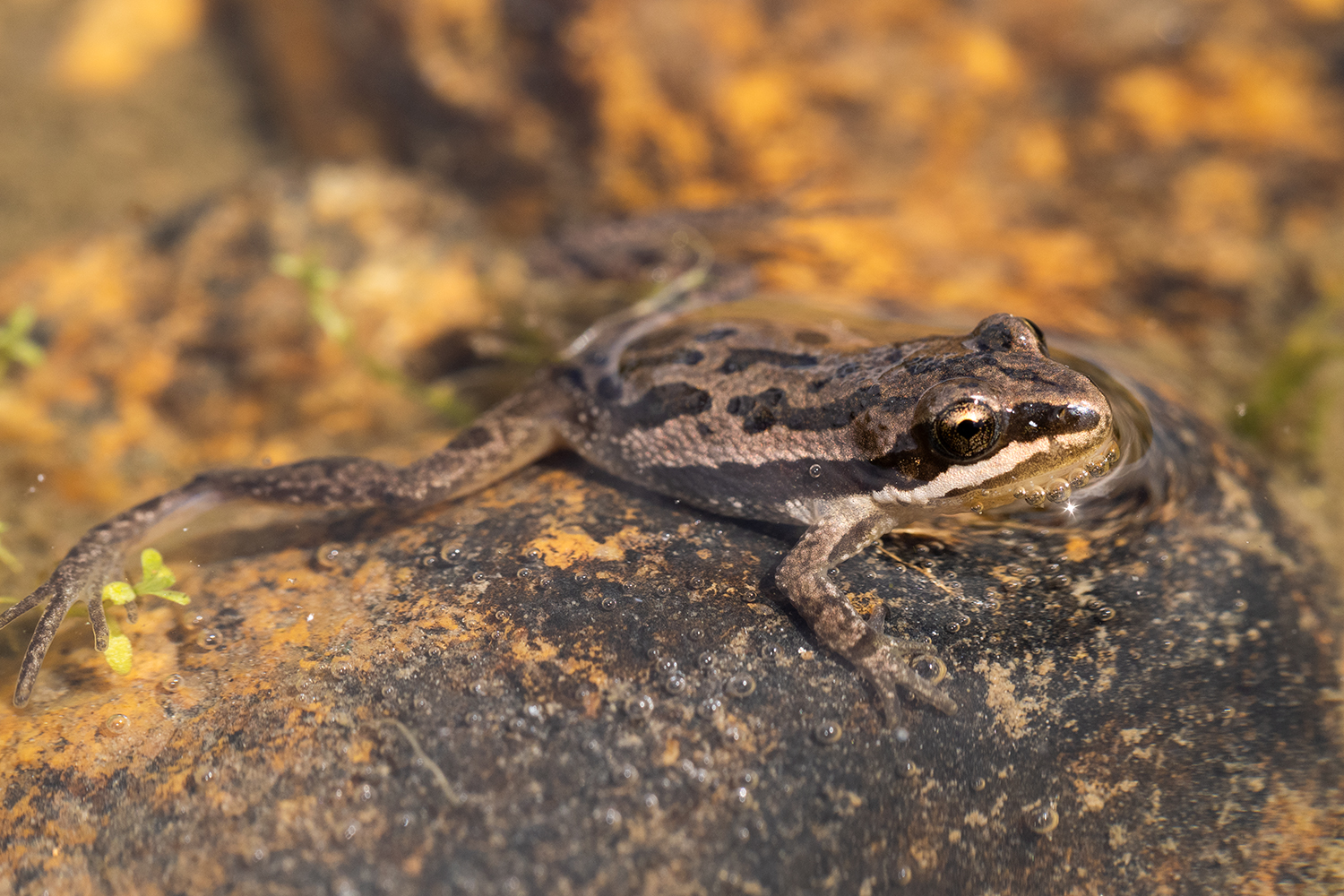 Boreal Chorus Frog, Colorado