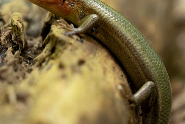 Broad-headed Skink, Missouri