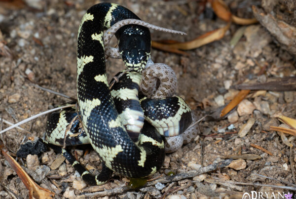 california kingsnake eating night snake