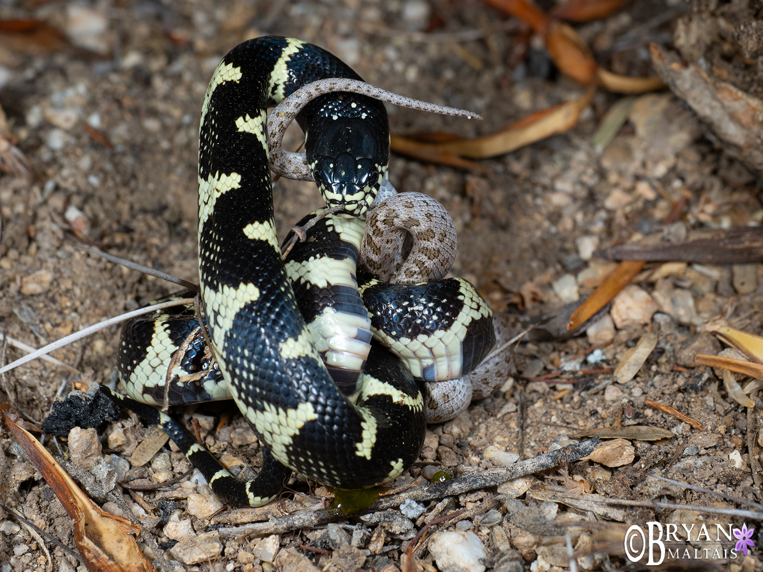 california kingsnake eating night snake