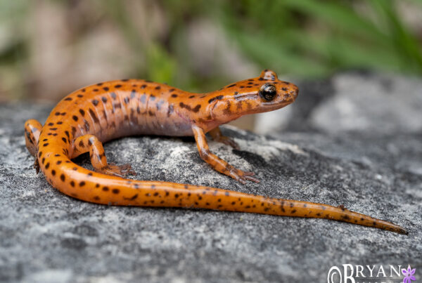 cave salamander