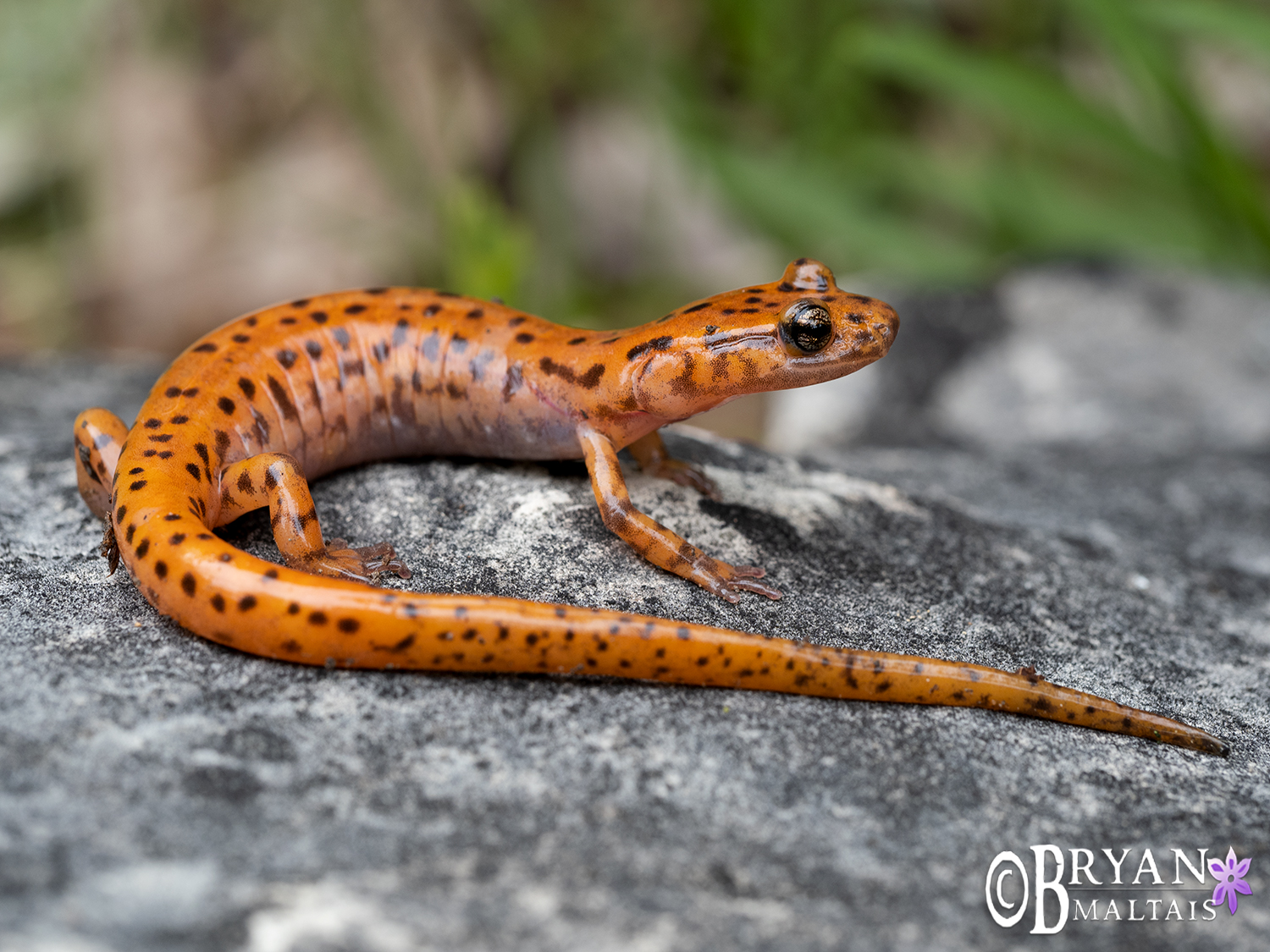 cave salamander