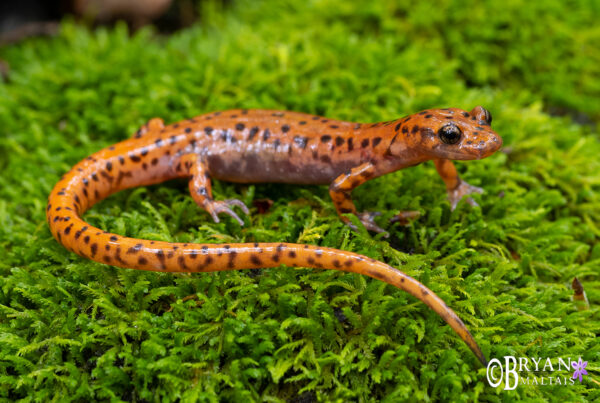 cave salamander missouri