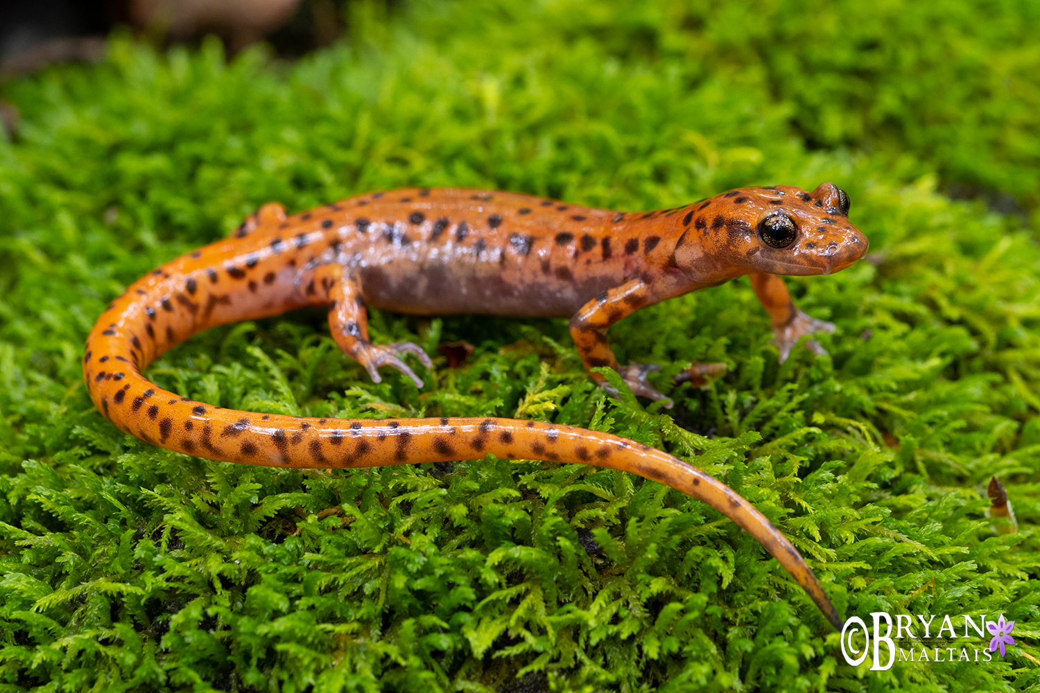 cave salamander missouri