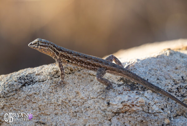 common side-blotched-lizard catalins sp az