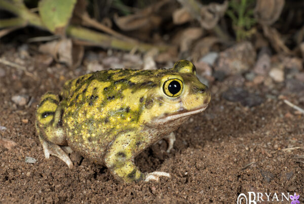 Colorful Couch's Spadefoot Toad, Arizona