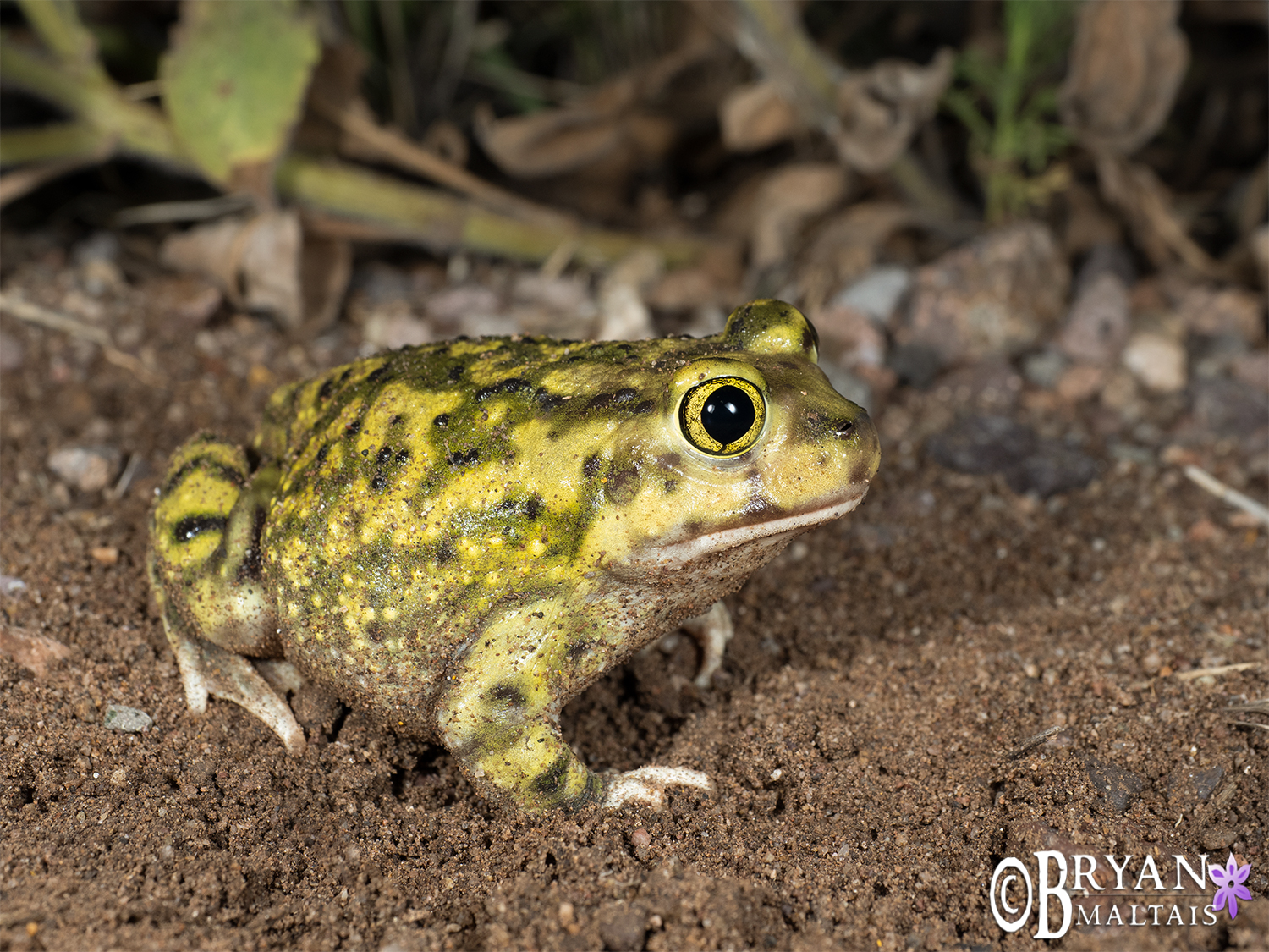 Colorful Couch's Spadefoot Toad, Arizona