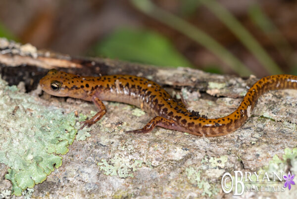 Dark-sided Salamander, Missouri
