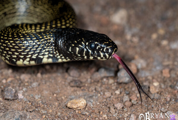 Desert Kingsnake, Arizona