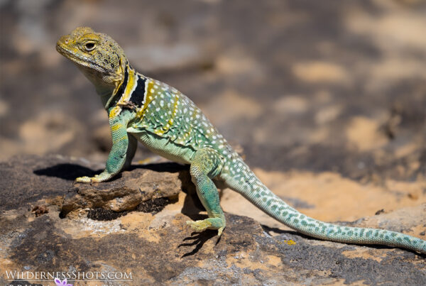 eastern collared lizard colorado