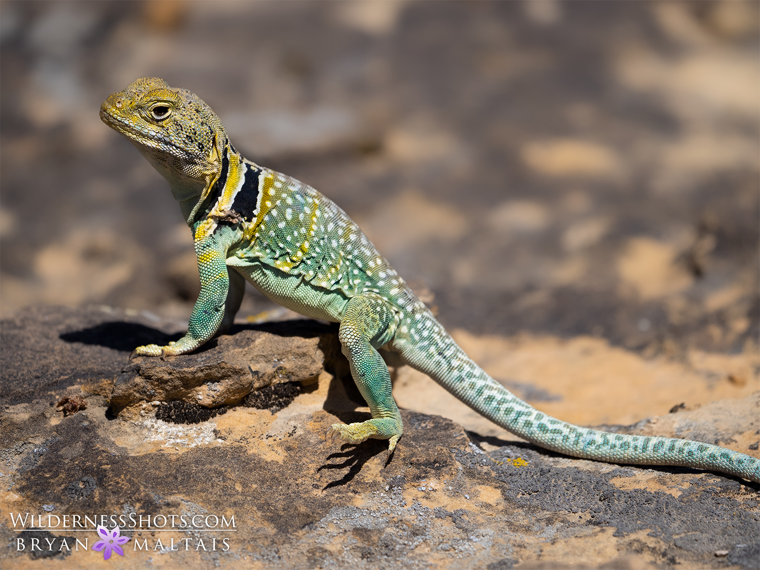 eastern collared lizard colorado