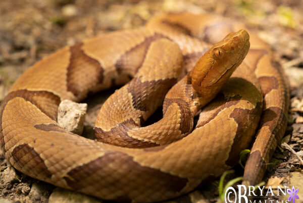 eastern copperhead