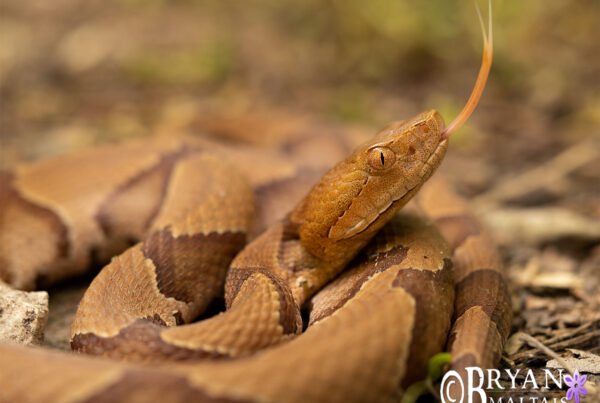 eastern copperhead portrait