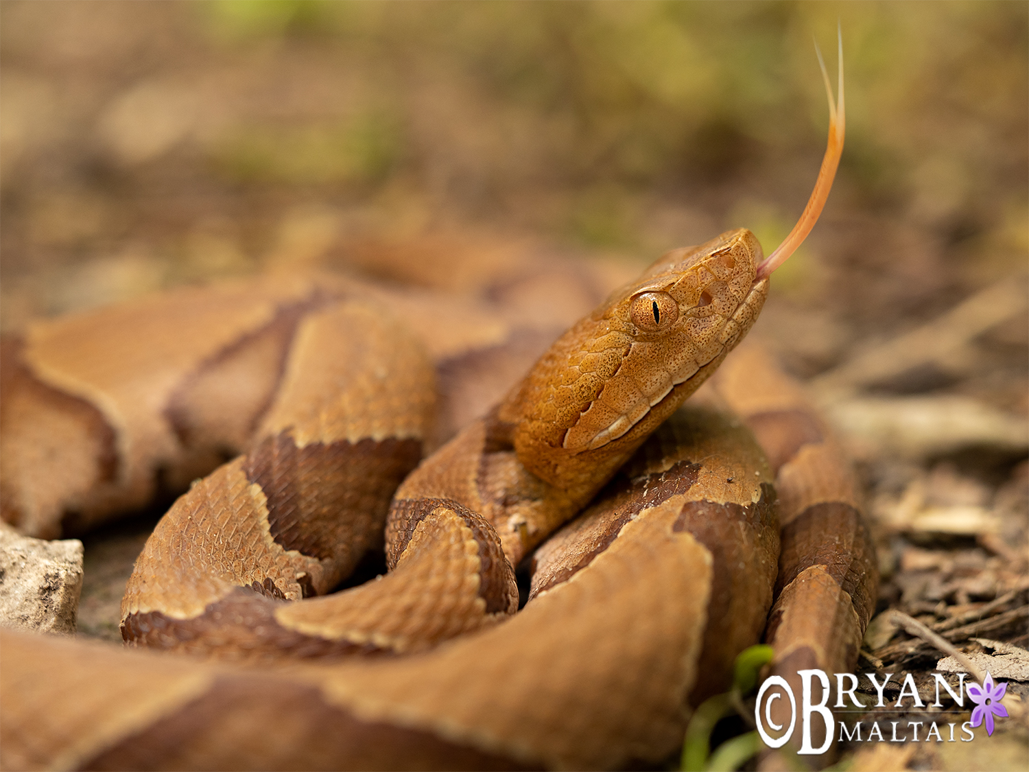 eastern copperhead portrait