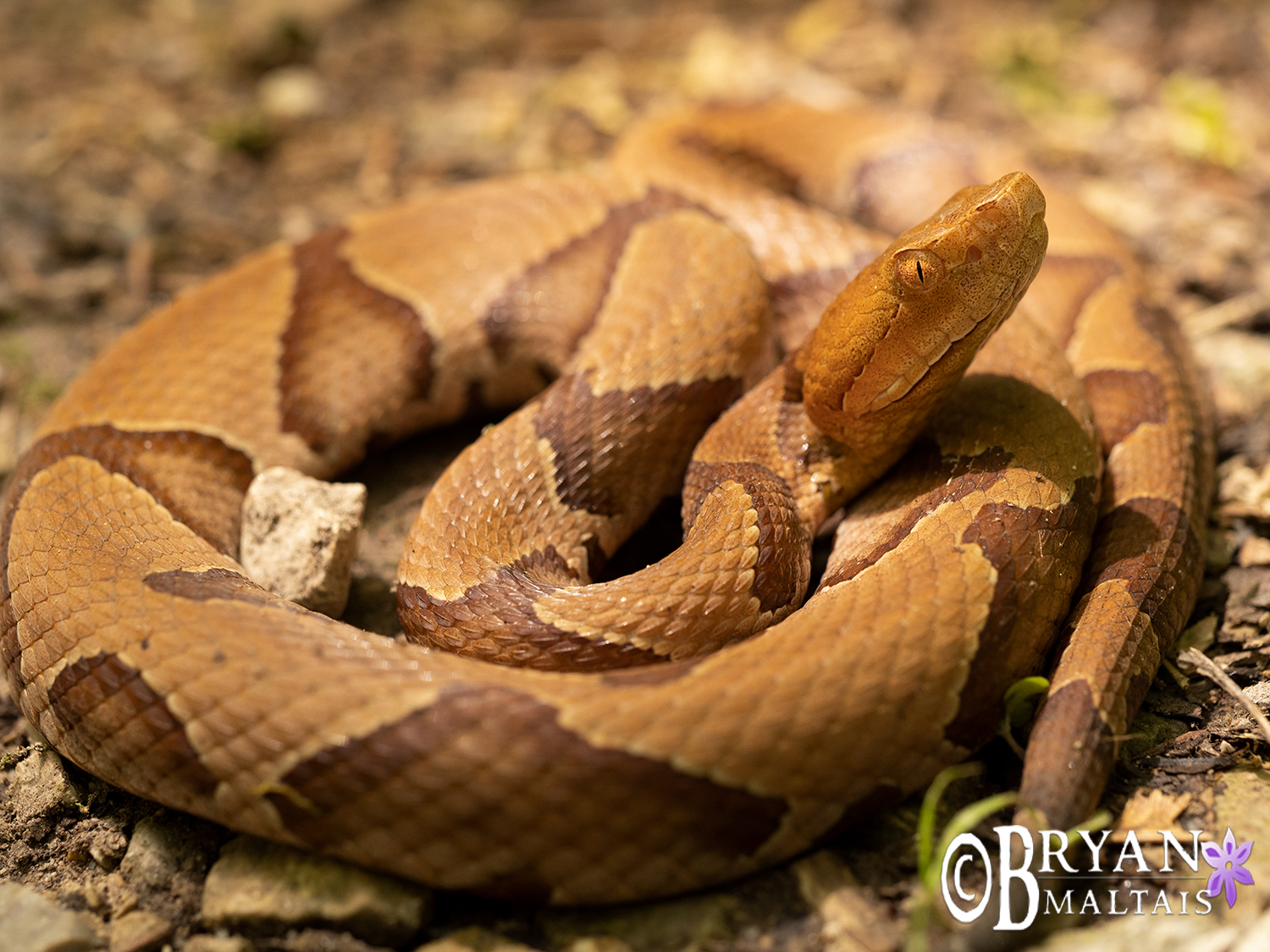 eastern copperhead