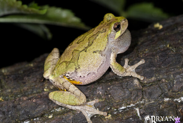 gray treefrog Missouri