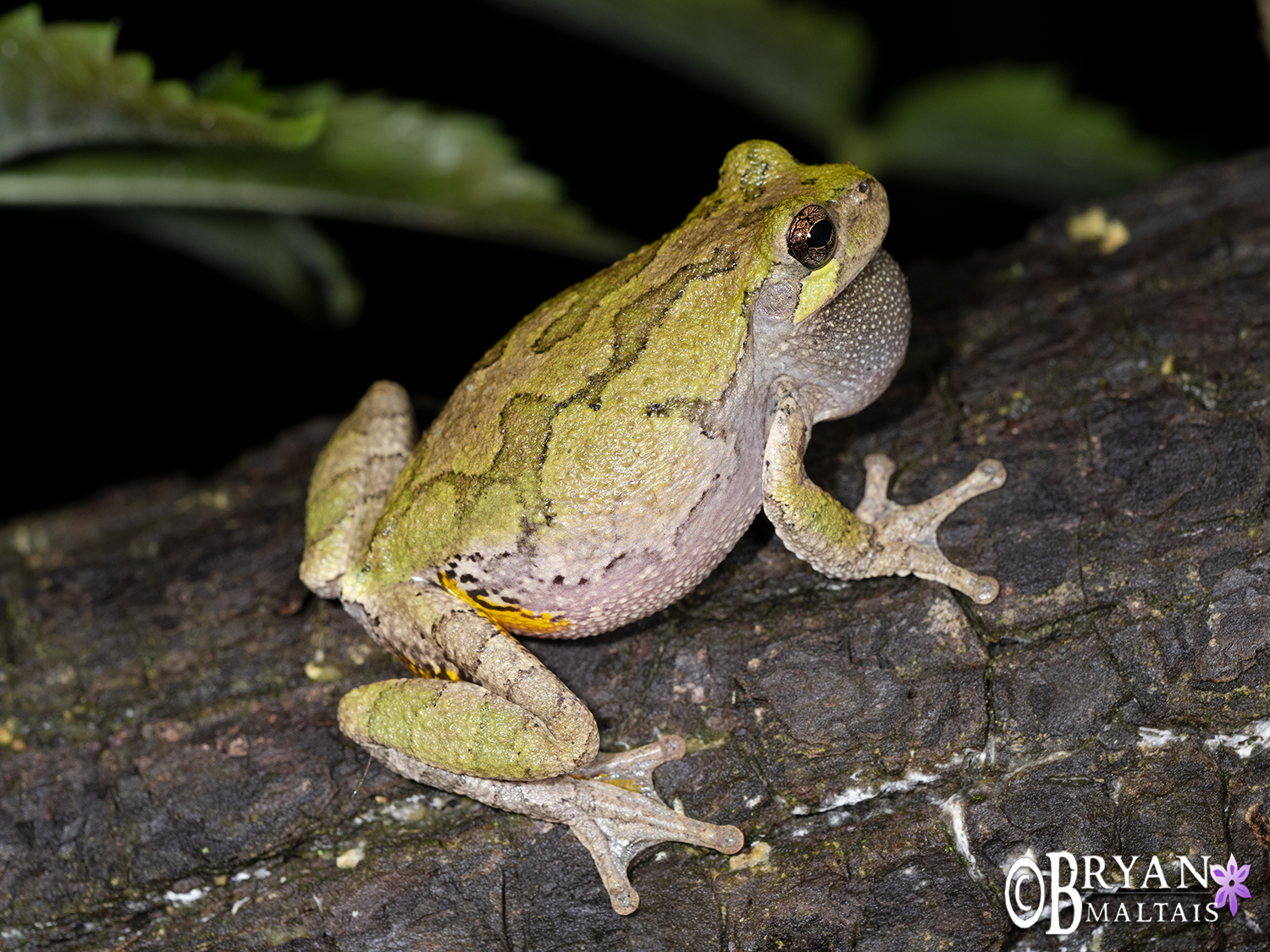 gray treefrog Missouri