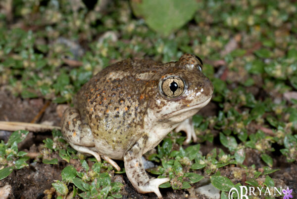 Mexican Spadefoot Toad