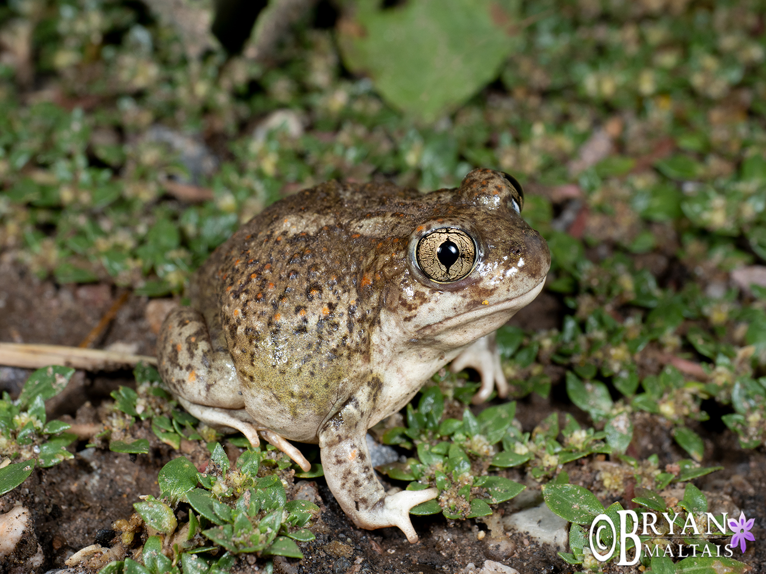 Mexican Spadefoot Toad