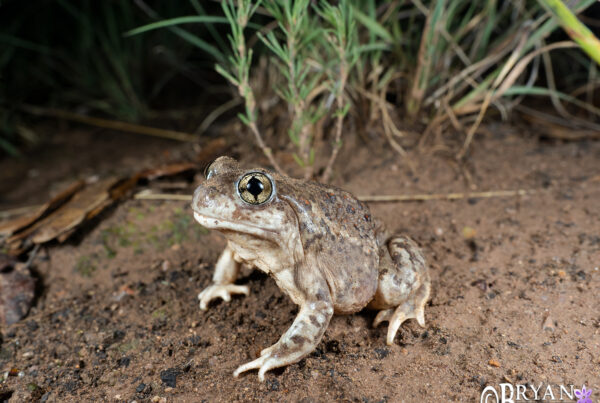 Mexican Spadefoot Toad, Arizona
