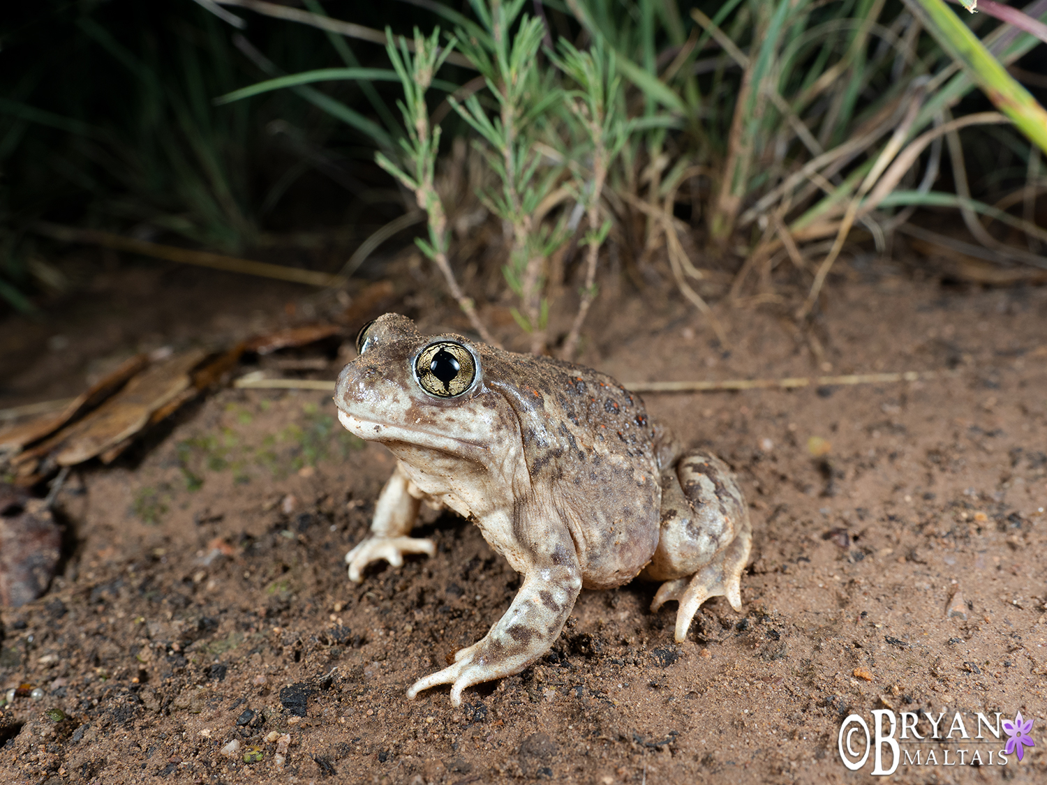 Mexican Spadefoot Toad, Arizona