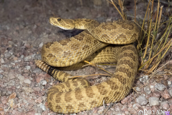 Prairie Rattlesnake, Colorado