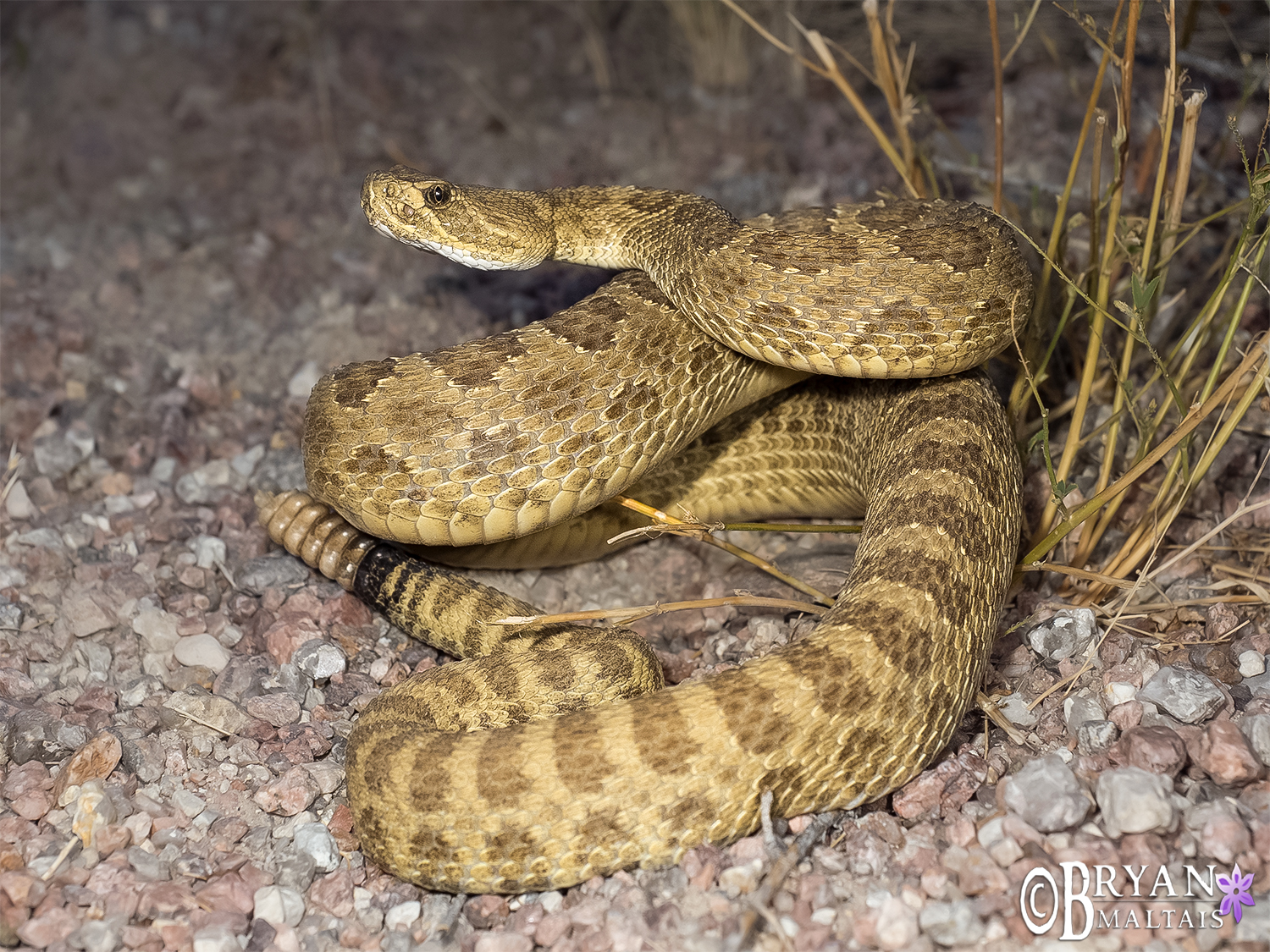 Prairie Rattlesnake, Colorado