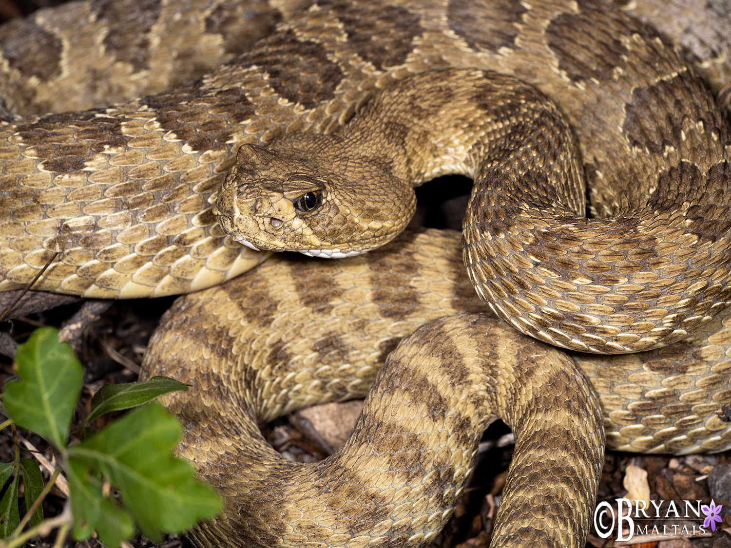 Prairie Rattlesnake, Colorado