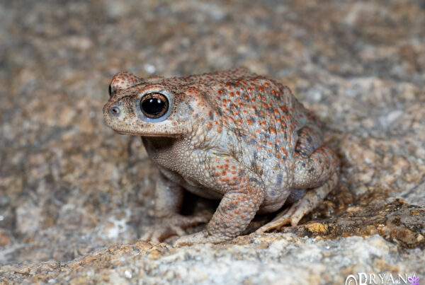 Red-spotted Toad, Arizona